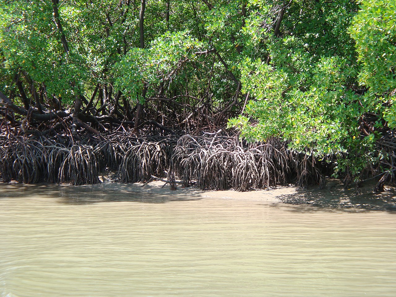 manguezal wikicommons