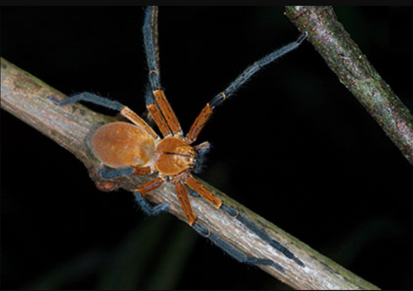 aranha da família Sparassidae